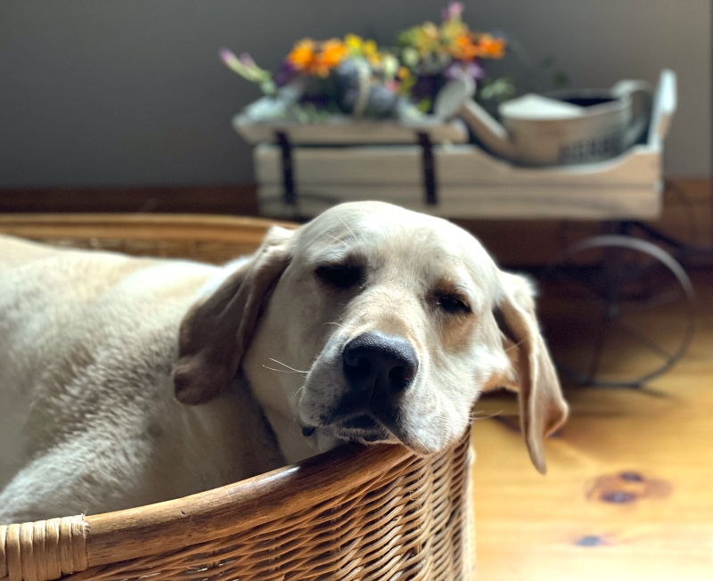Barley-dog-croppedx800W