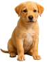Yellow-dog-90px-high