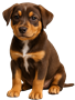 brown-dog-90px-high